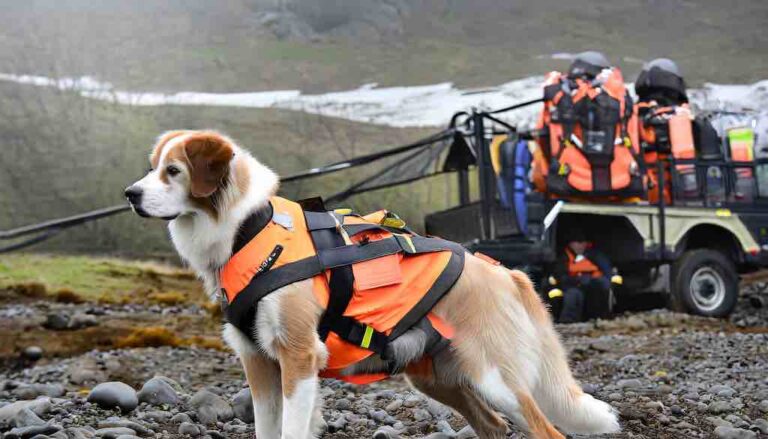 search and rescue dogs