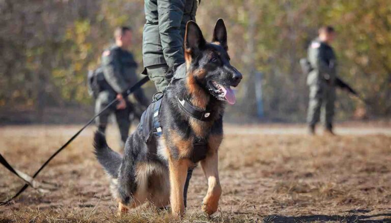 Roles of police and military dogs, including bomb detection, narcotics detection, and apprehension.