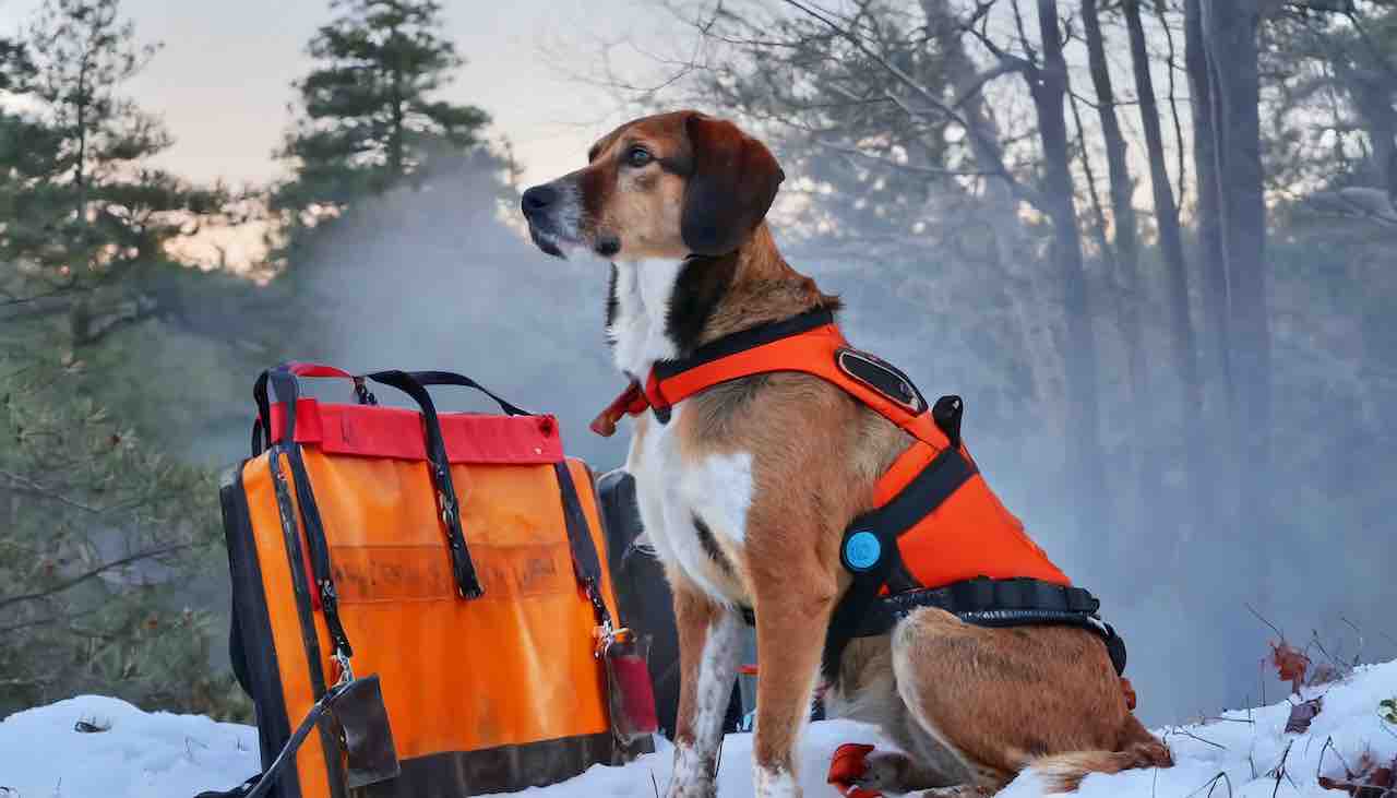 historic acting dog on a snow mountain