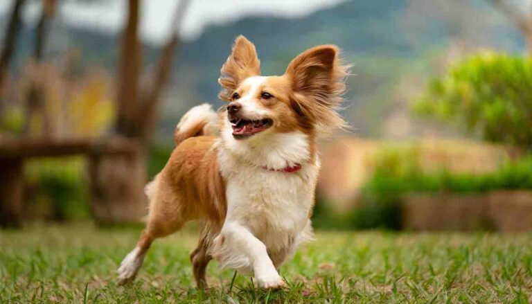 silly dog smiling running around