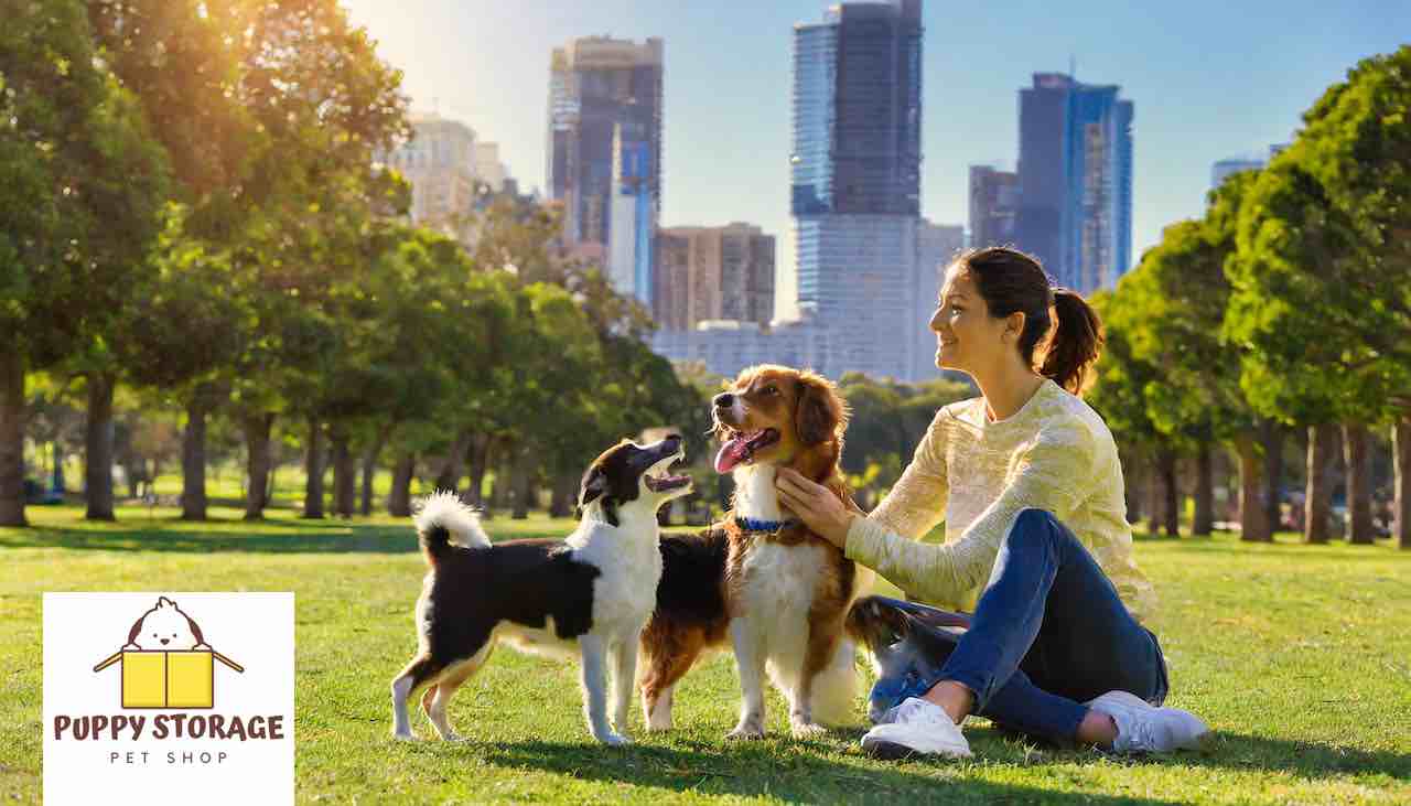 pets playing with pets in park near large city