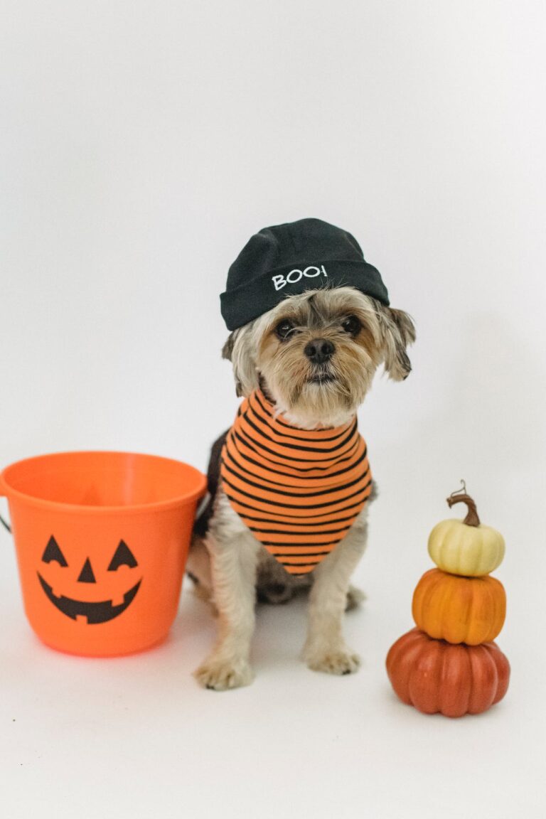 Bark or Treat: A Howl-oween Safety Guide for Your Pooch