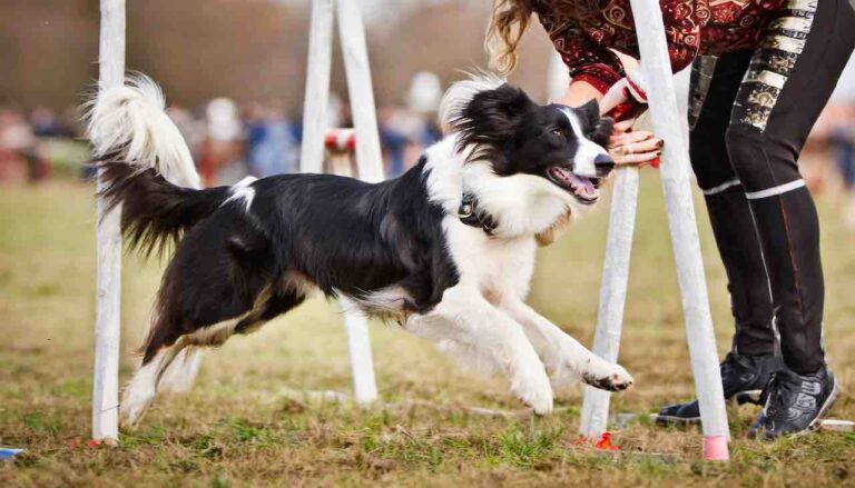 A Beginner’s Guide to Dog Agility Training