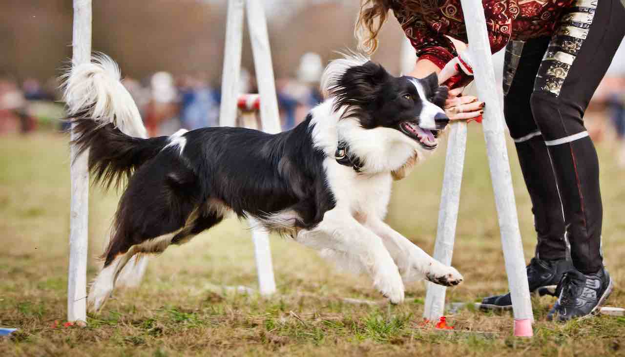 dog working on agility training