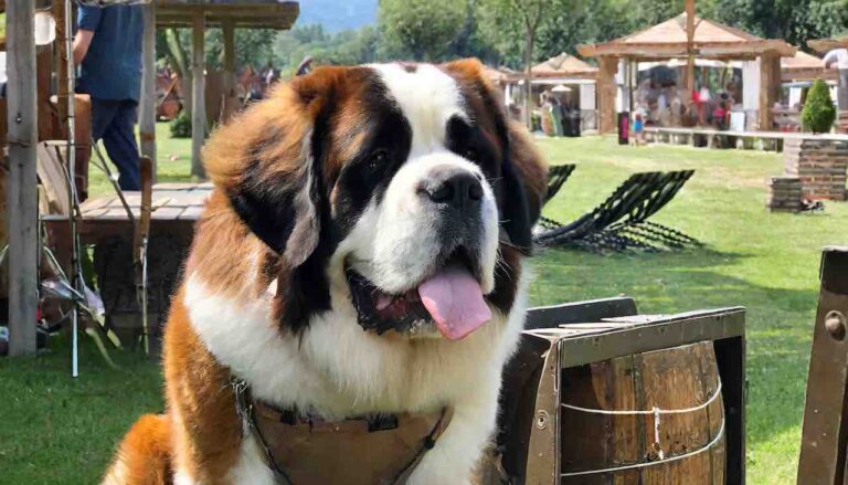 famous saint bernard 