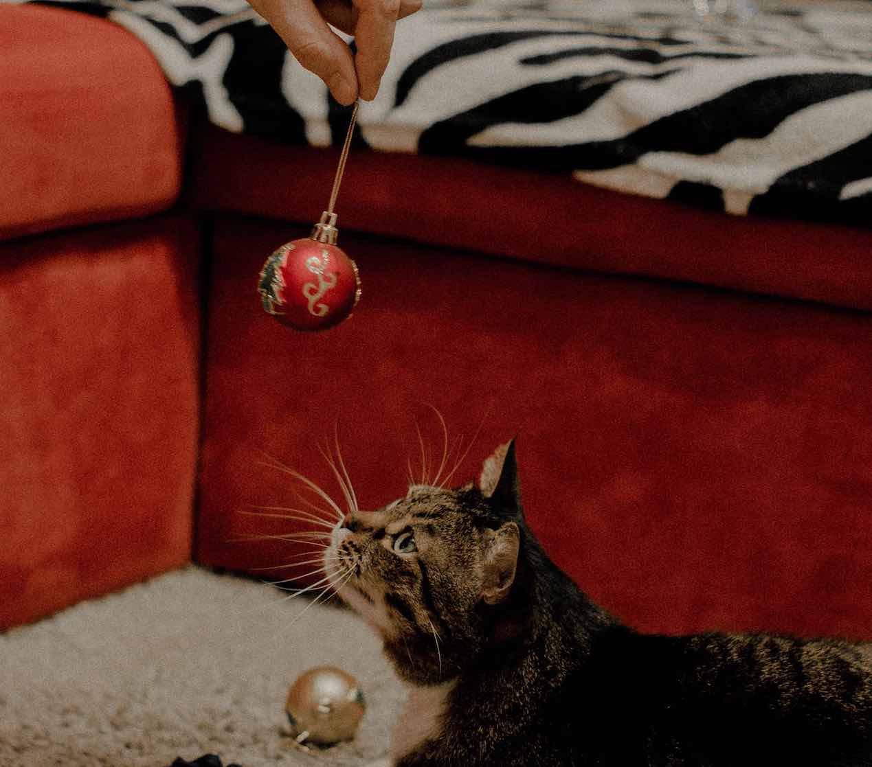 cat playing with christmas ball