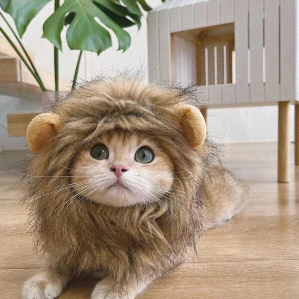 Adorable Kitty with a Cat Lion Mane