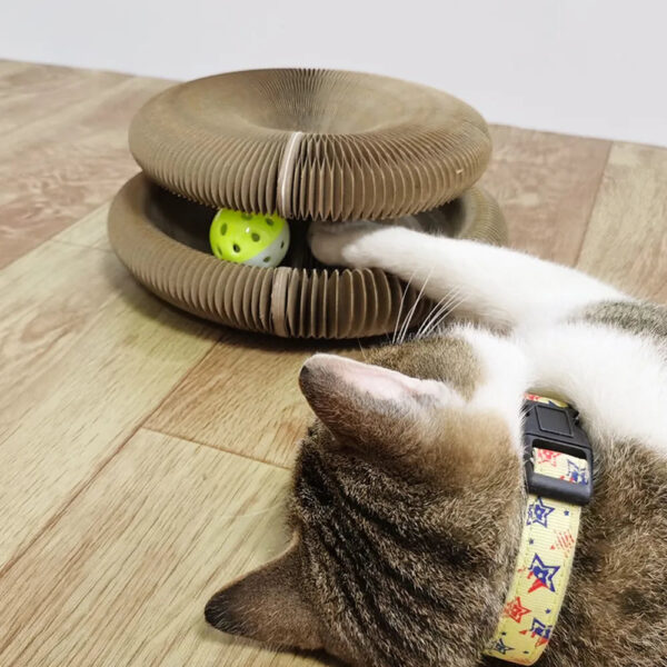 cat playing with ball in cardboard circle trying to remove the ball