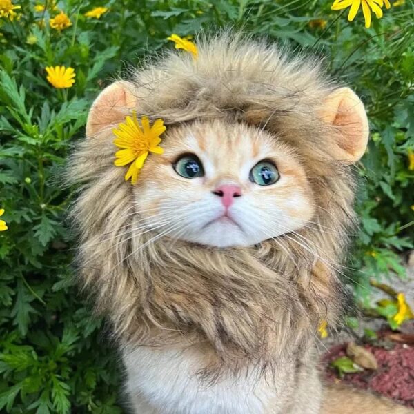 Cat in the woods with Flower on Lion Mane