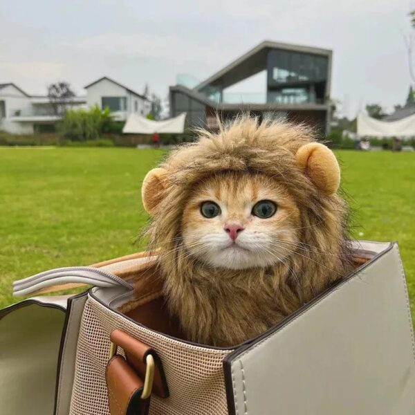 Cute Cat wearing a lion mane in a basket on the go