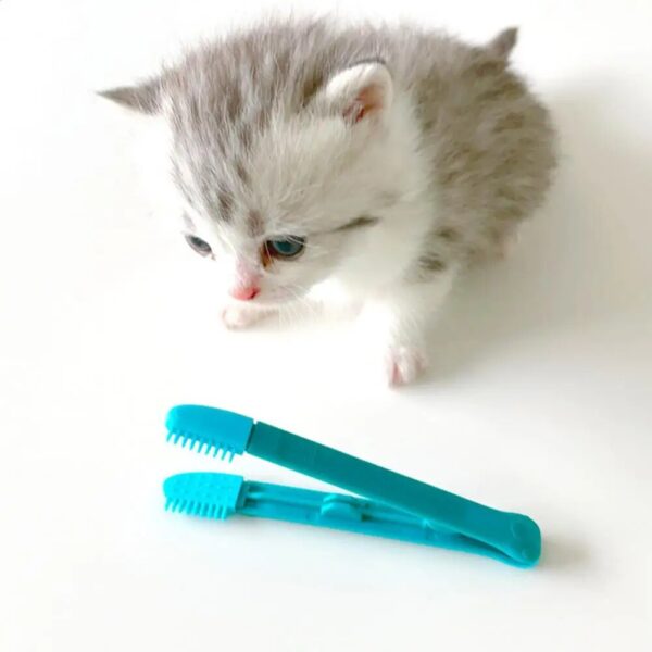 Cat Sniffing Green bright blue tipped tweezer eye goop remover