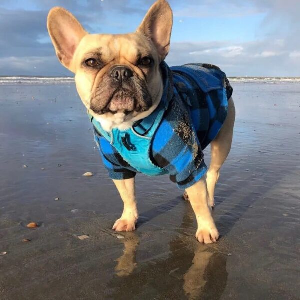 blue plaid jacket for pet