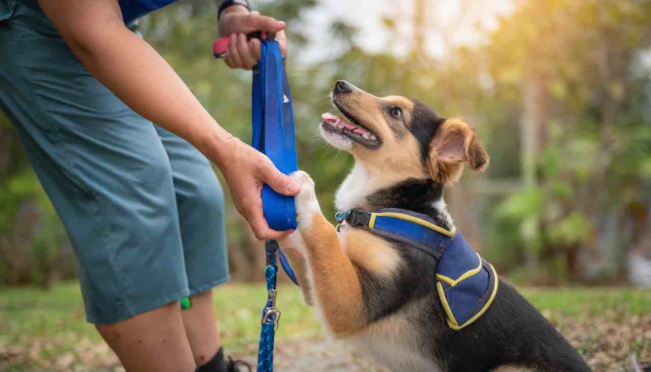 puppy learning to be a service dog