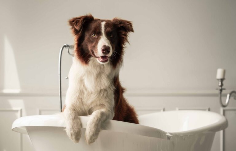 Pawsitively Perfect Puppy Pampering: Bathing Tips for Your Little Furball!