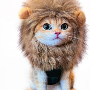 kitty lion mane so adorable