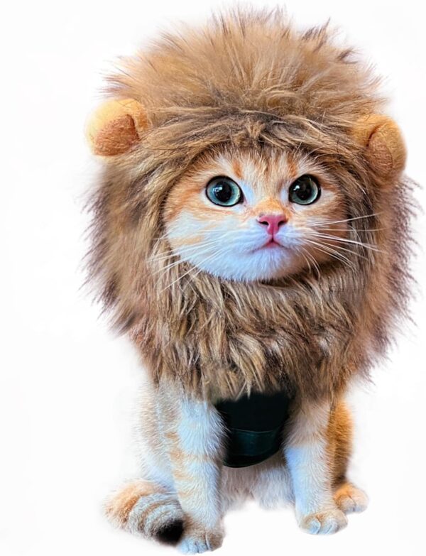 kitty lion mane so adorable