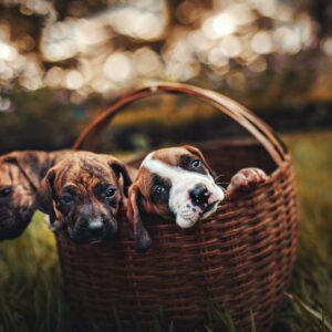 Pet Storage Bins and Baskets