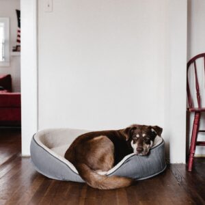 Pet Beds