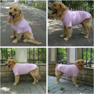 golden retriever pink shirt